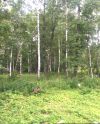 Лесной участок 12,5 соток, окраина г. Наро-Фоминска, Киевское ш. 58км от МКАД. Возможно увеличение.