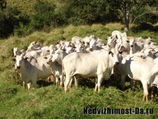 Ферма по разведению бычков в Бразилии
