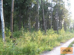 Продаётся  15 сот. с лесными деревьями, пятницкое шоссе 23км от Мкад, ИЖС, Алабушево и Дедешино